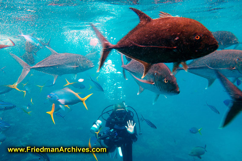 tourist,scuba,diving,water,vacation,barrier,reef,fish,ocean,blue,